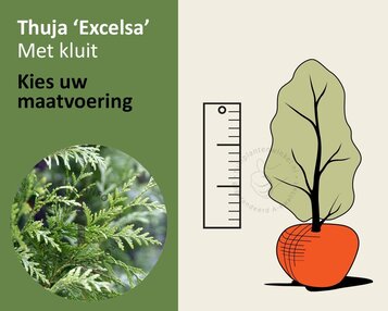 Thuja plicata 'Excelsa' - kluit image