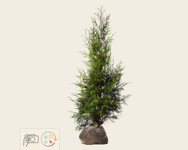 Thuja plicata 'Excelsa' - kluit