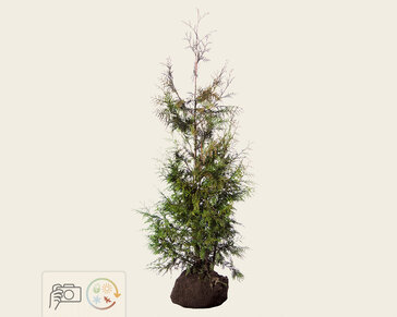 Thuja plicata 'Excelsa' - kluit