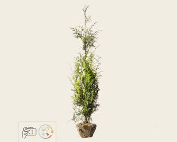 Thuja plicata 'Excelsa' - kluit