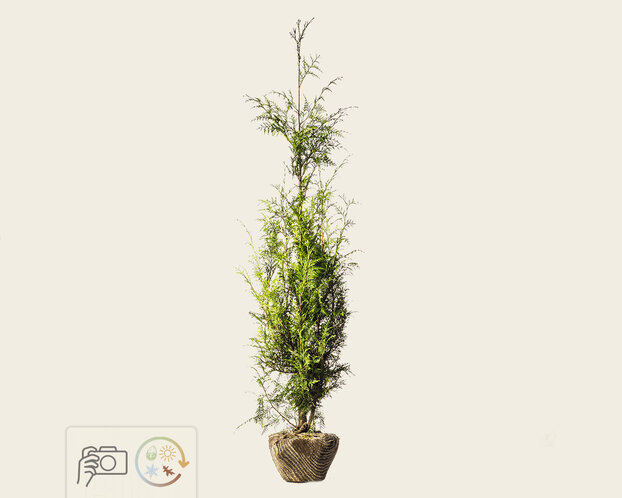 Thuja plicata 'Excelsa' - kluit