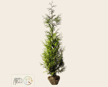 Thuja plicata 'Excelsa' - kluit