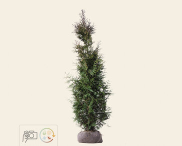 Thuja plicata 'Excelsa' - kluit