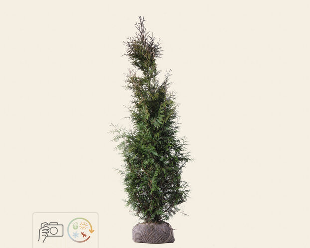 Thuja plicata 'Excelsa' - kluit