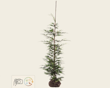 Cupressocyparis leylandii - kluit