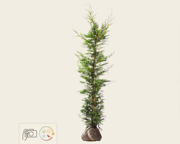 Cupressocyparis leylandii - kluit