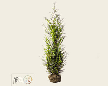 Thuja plicata 'Martin' - kluit