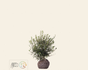 Osmanthus burkwoodii - kluit