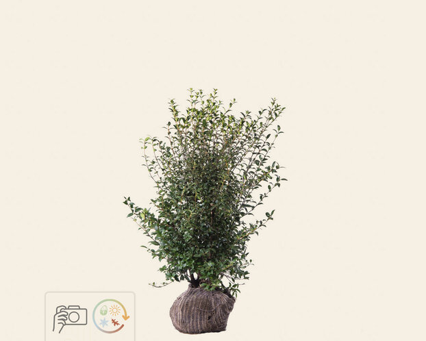 Osmanthus burkwoodii - kluit