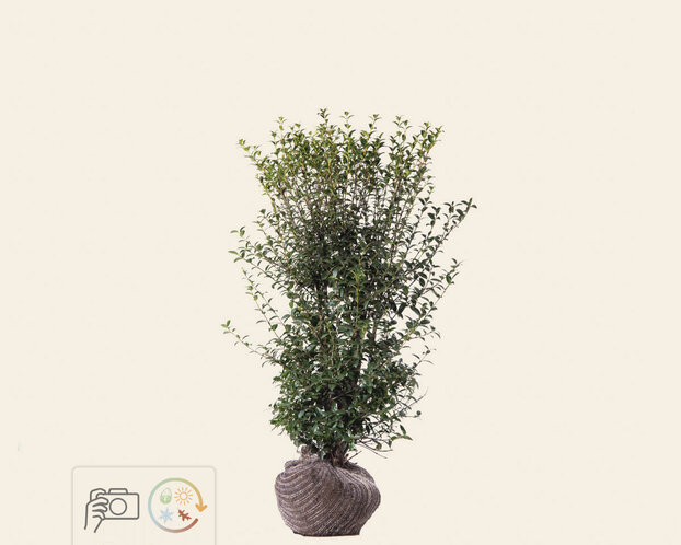 Osmanthus burkwoodii - kluit