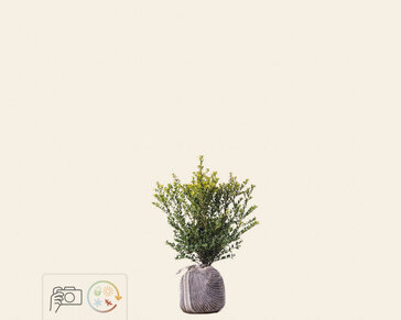 Ilex crenata 'Green Hedge' - kluit