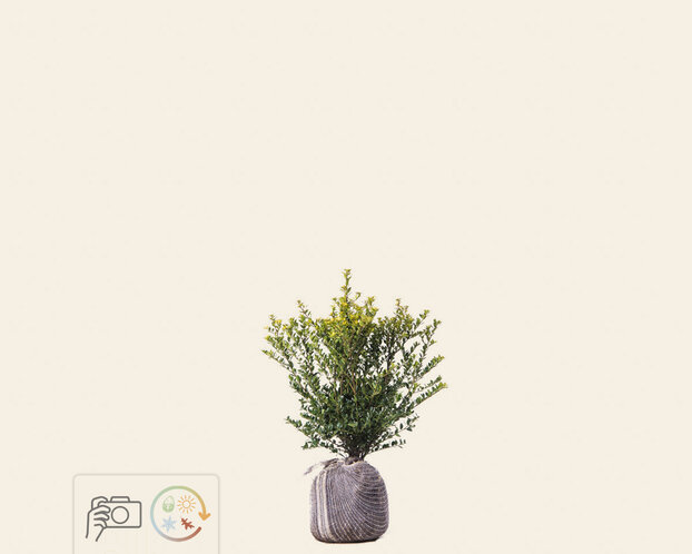Ilex crenata 'Green Hedge' - kluit