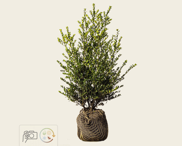 Ilex crenata 'Green Hedge' - kluit