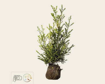Ilex crenata 'Green Hedge' - kluit