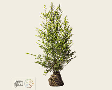 Ilex crenata 'Green Hedge' - kluit