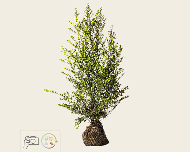 Ilex crenata 'Green Hedge' - kluit