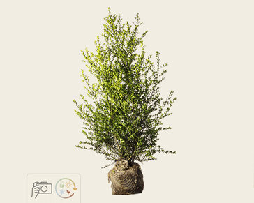 Ilex crenata 'Green Hedge' - kluit