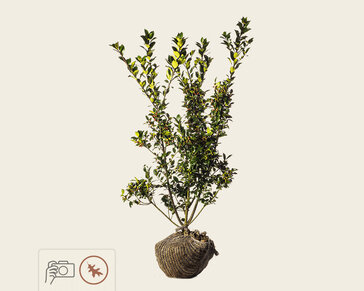 Ilex meserveae 'Blue Princess' - kluit