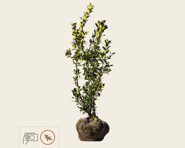 Ilex meserveae 'Blue Princess' - kluit