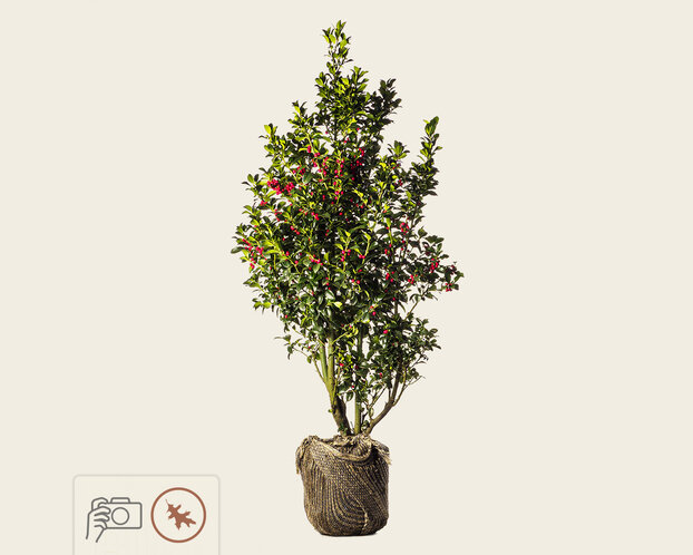 Ilex meserveae 'Blue Princess' - kluit