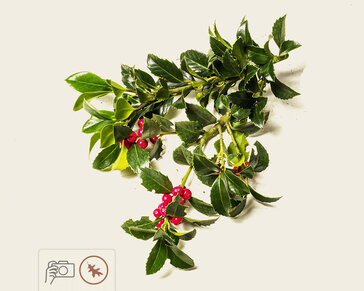 Ilex meserveae 'Blue Princess' - kluit