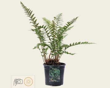 Dryopteris filix-mas 'Barnesii' image