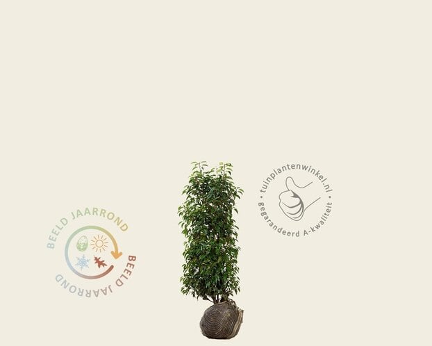 Prunus lusitanica 'Angustifolia' - kluit