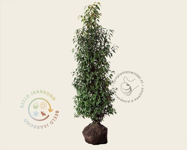 Prunus lusitanica 'Angustifolia' - kluit