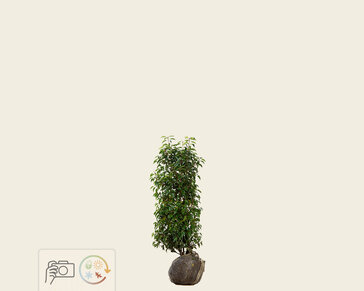 Prunus lusitanica 'Angustifolia' - kluit