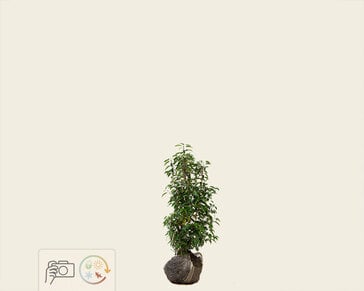 Prunus lusitanica 'Angustifolia' - kluit