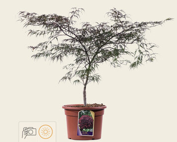 Acer palmatum 'Garnet' 60/80 image