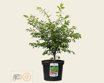Euonymus alatus 'Compactus' image