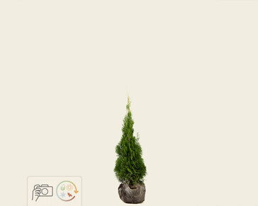 Thuja occidentalis 'Smaragd' - kluit