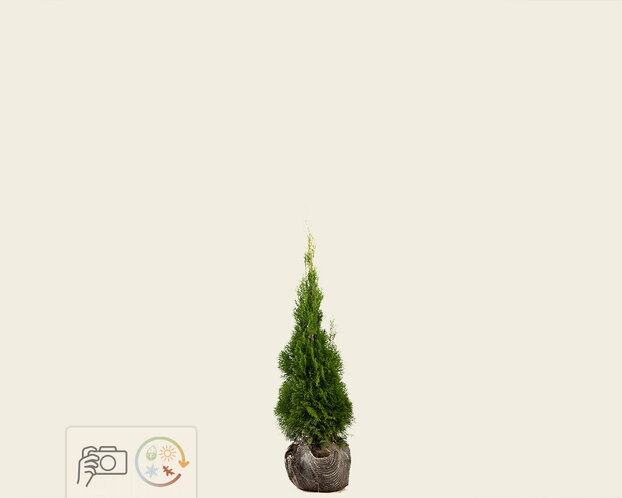 Thuja occidentalis 'Smaragd' - kluit