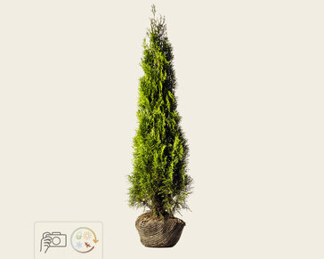 Thuja occidentalis 'Smaragd' - kluit