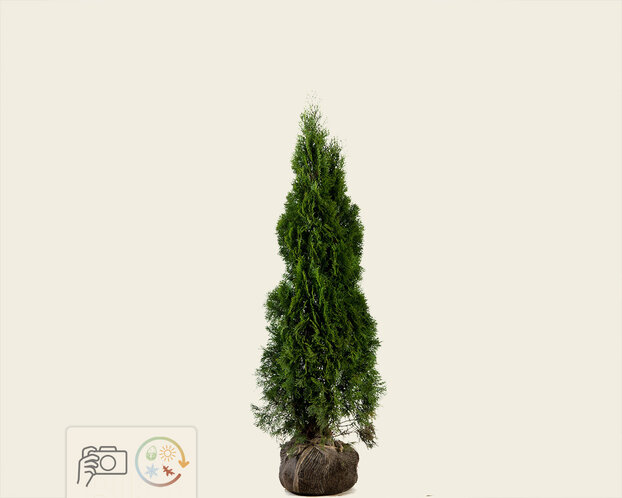 Thuja occidentalis 'Smaragd' - kluit