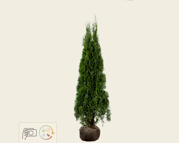 Thuja occidentalis 'Smaragd' - kluit