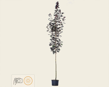 Acer platanoides 'Royal Red' image
