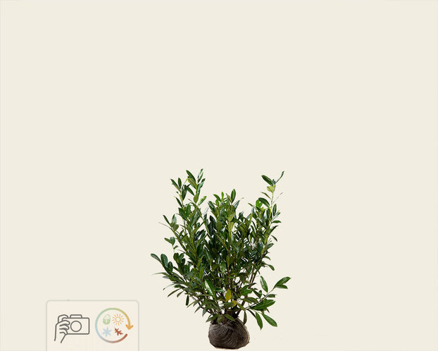 Prunus laurocerasus 'Caucasica' - kluit