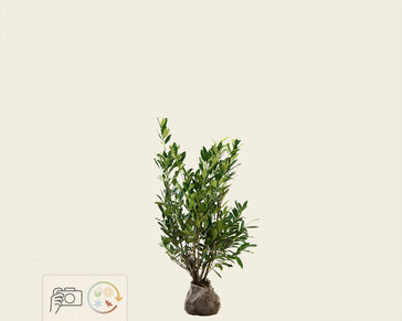 Prunus laurocerasus 'Caucasica' - kluit