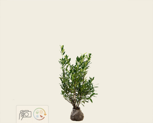 Prunus laurocerasus 'Caucasica' - kluit