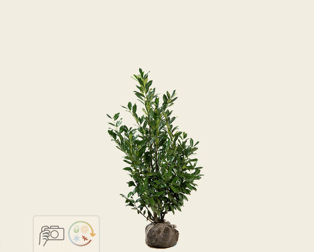 Prunus laurocerasus 'Caucasica' - kluit