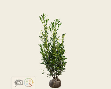 Prunus laurocerasus 'Caucasica' - kluit