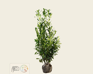 Prunus laurocerasus 'Caucasica' - kluit