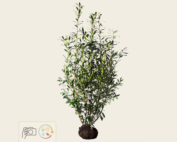 Prunus laurocerasus 'Caucasica' - kluit