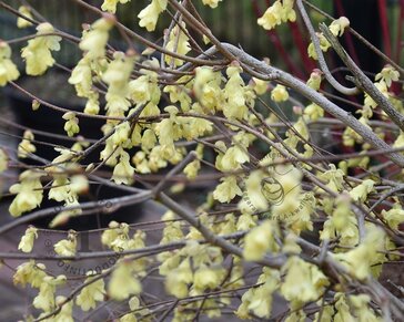 Corylopsis pauciflora - XL