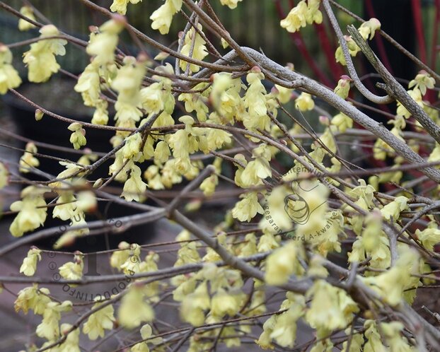 Corylopsis pauciflora - XL