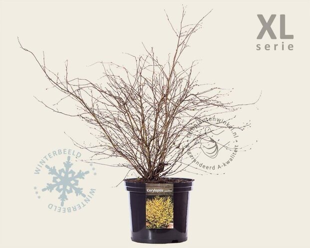 Corylopsis pauciflora - XL