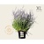 Perovskia atriplicifolia 'Blue Spire' - XL