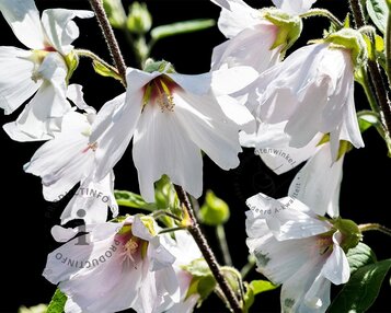 Lavatera 'Barnsley' image